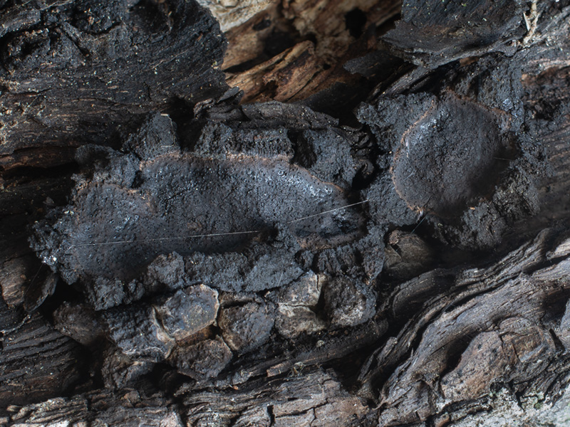 Biscogniauxia simplicior Biscogniauxia simplicior